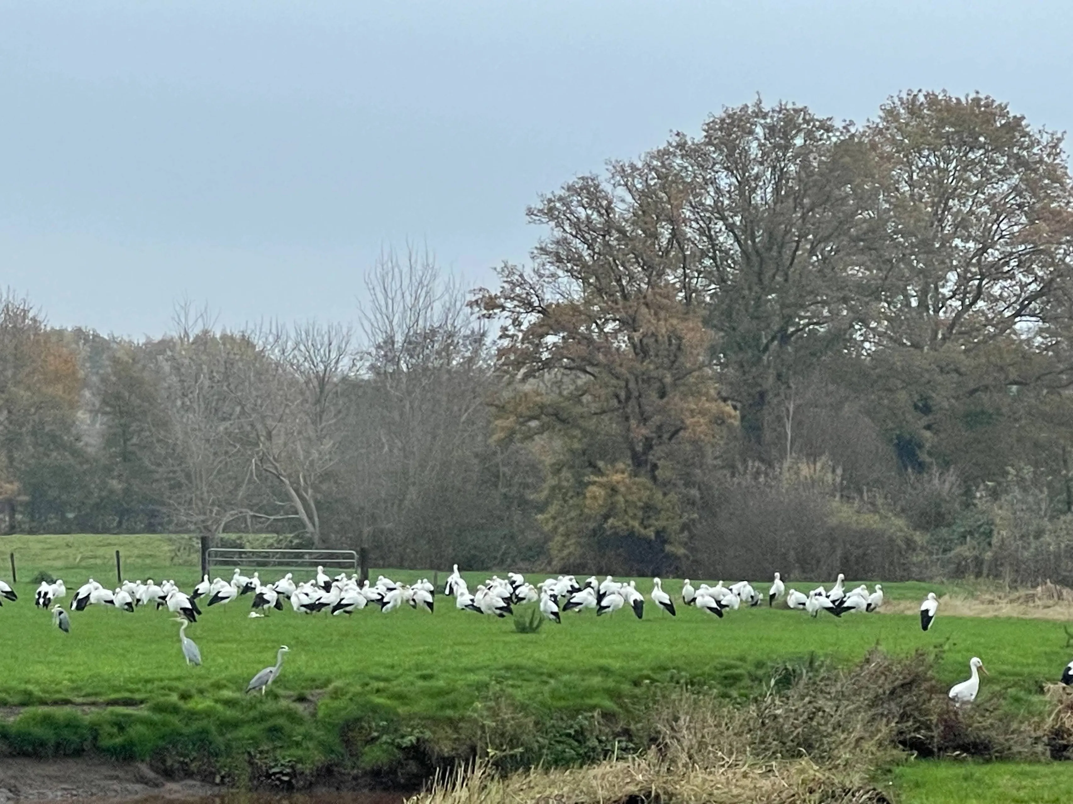 pn14112021 ooievaars reestdal1