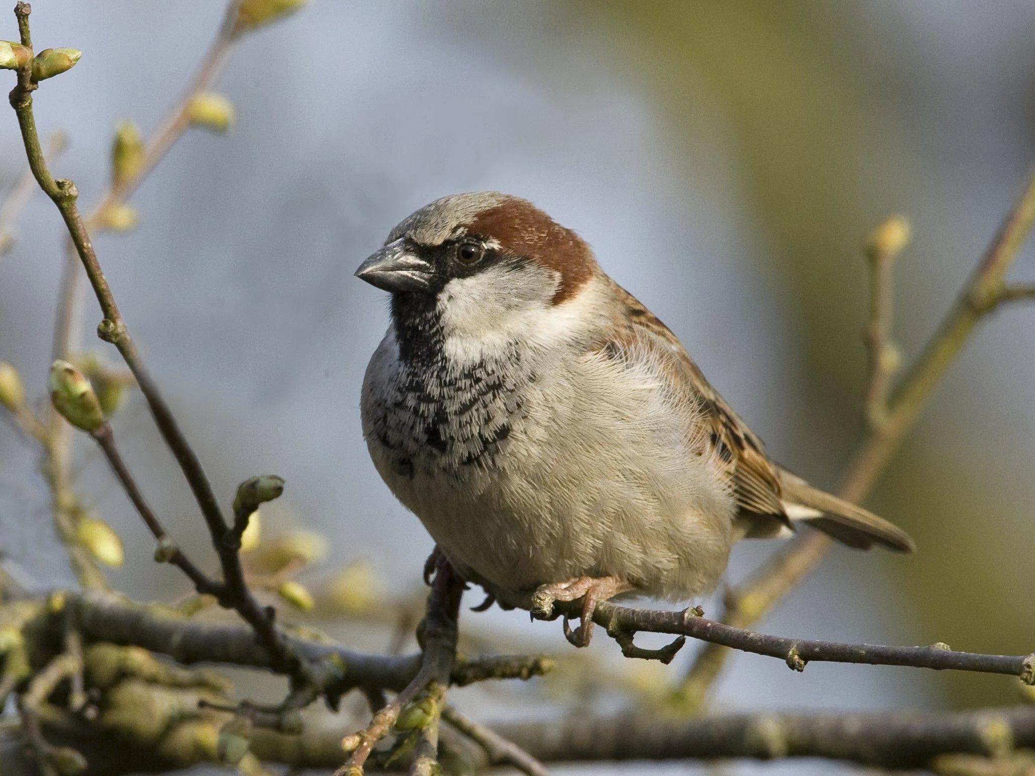 lo16110 mus jacob vd weele