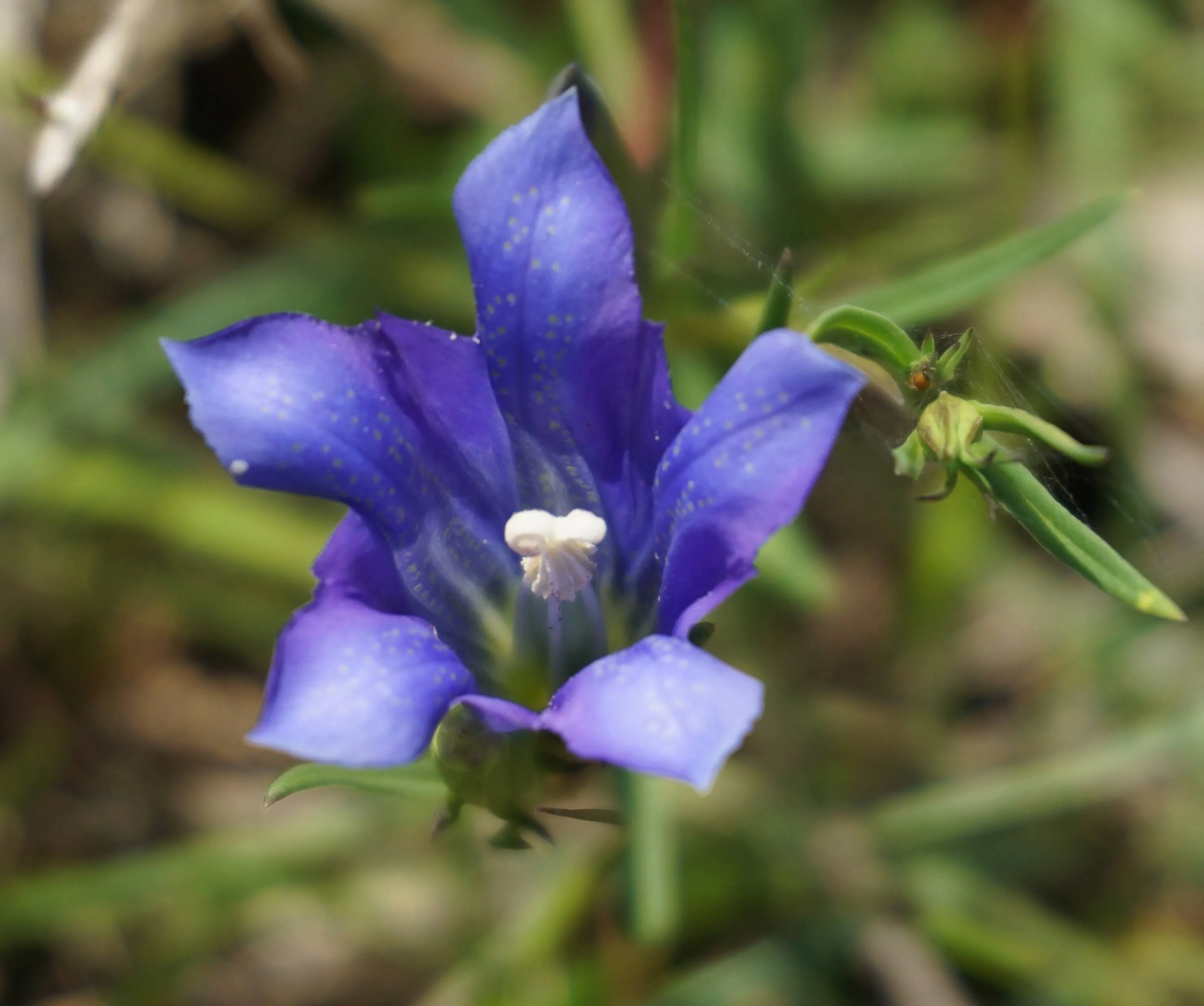 weswol plantenwerkgroep