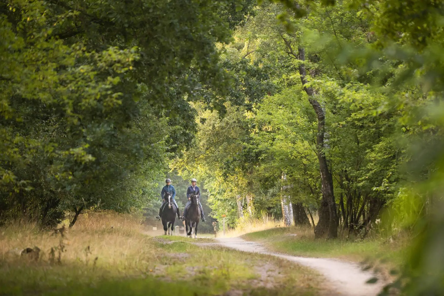 drfr-wold-adopteer-paardenroutes-1