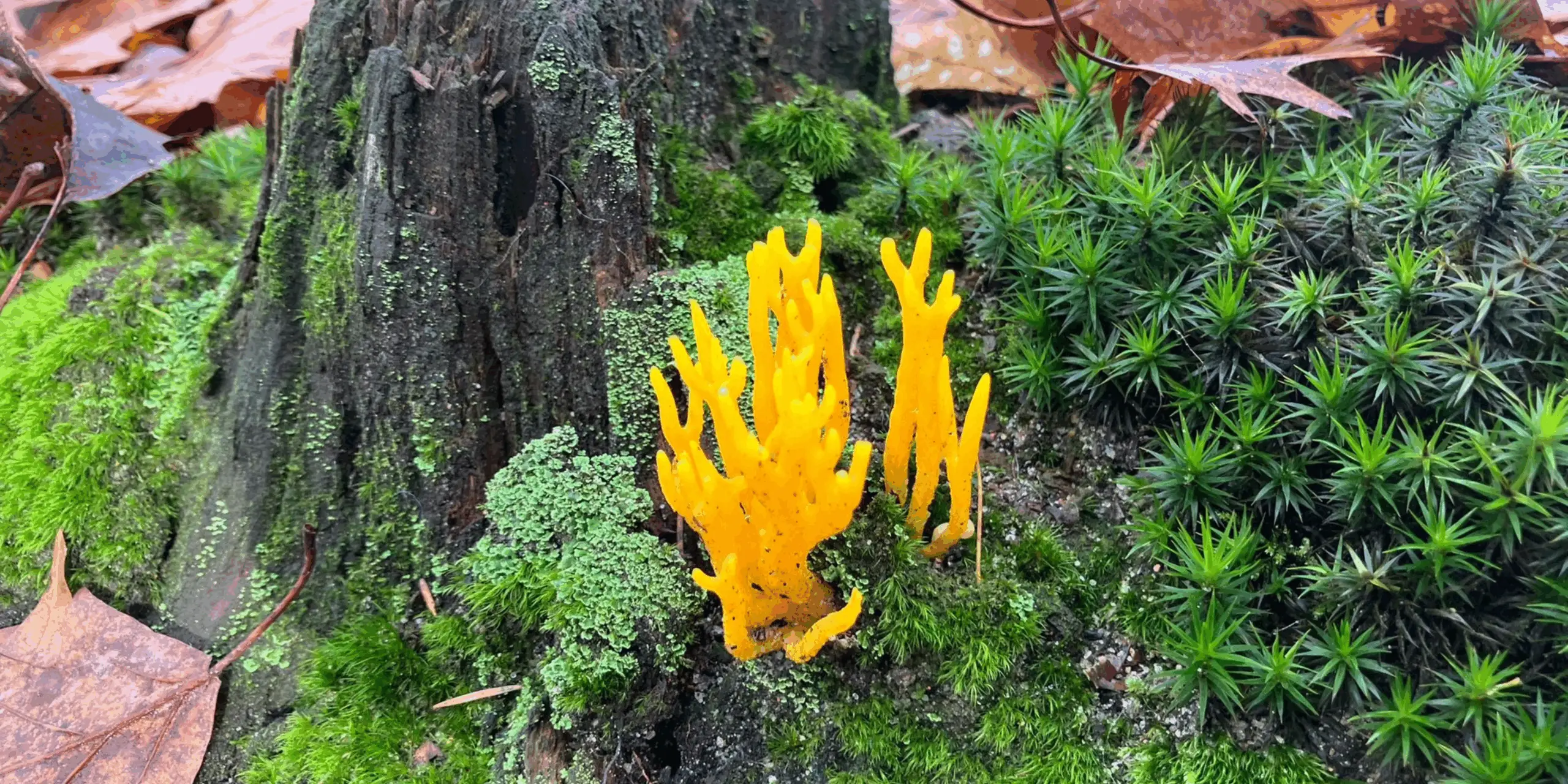 Vledder paddestoelen
