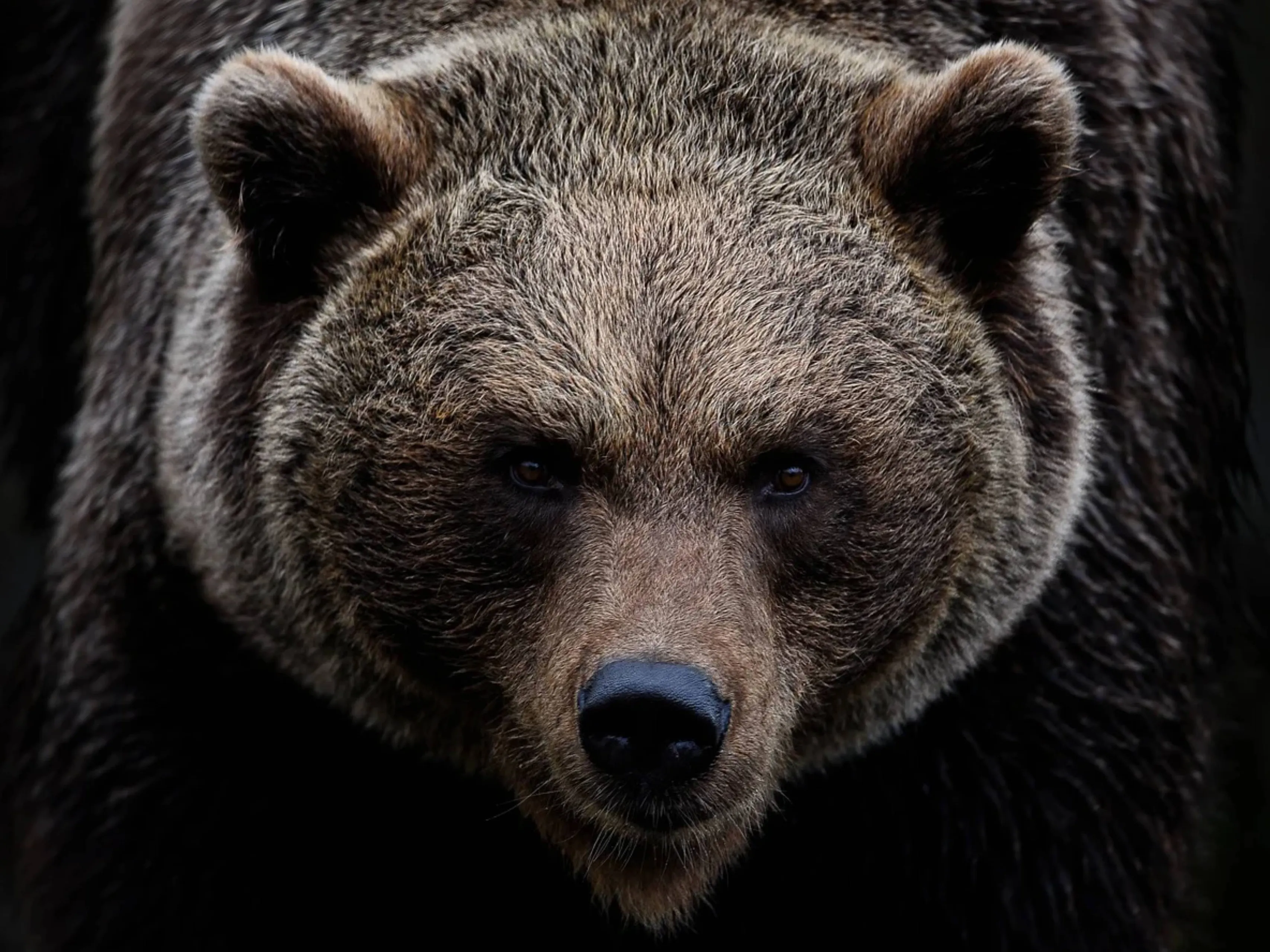 bear