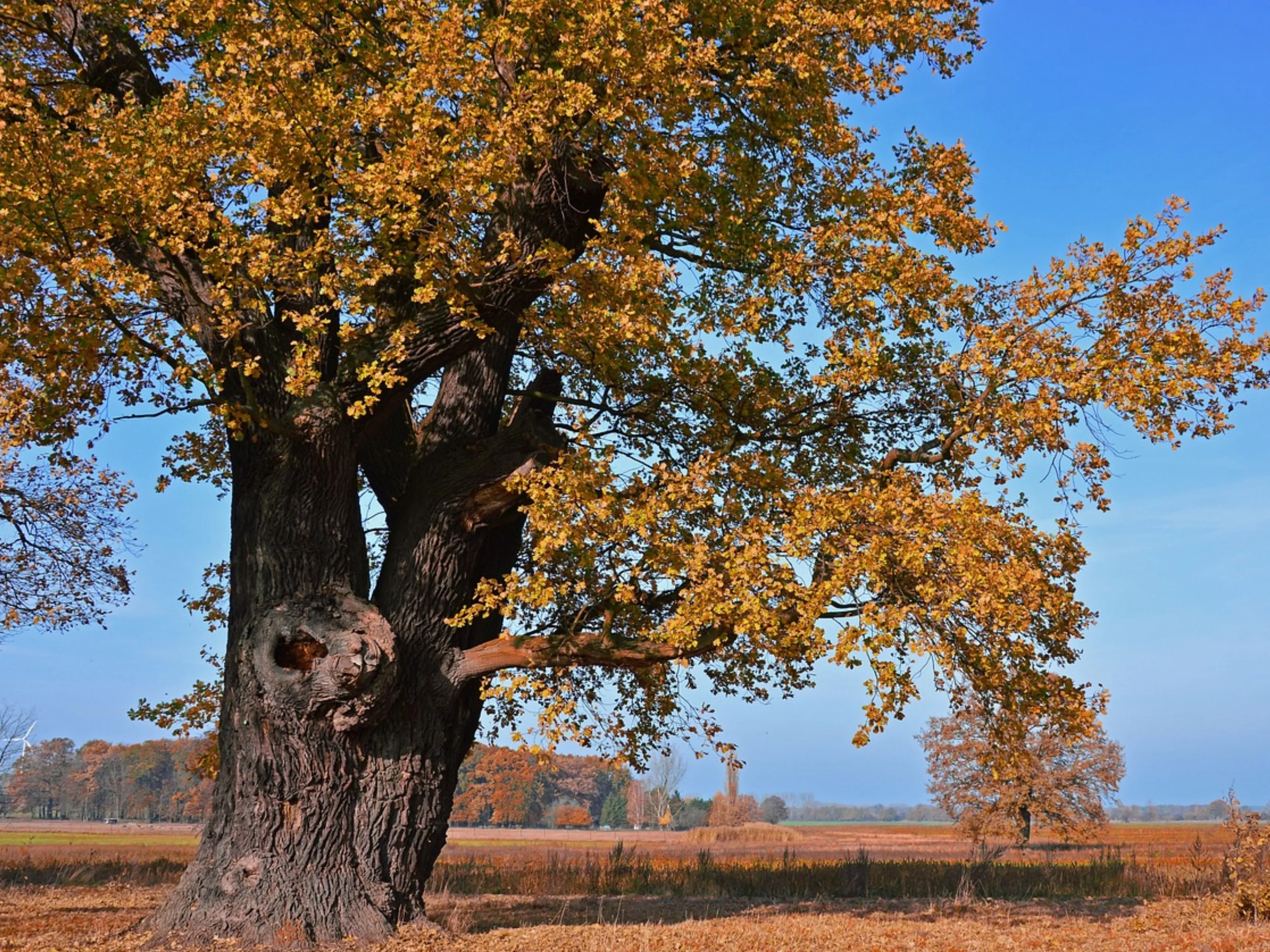 eikenboom