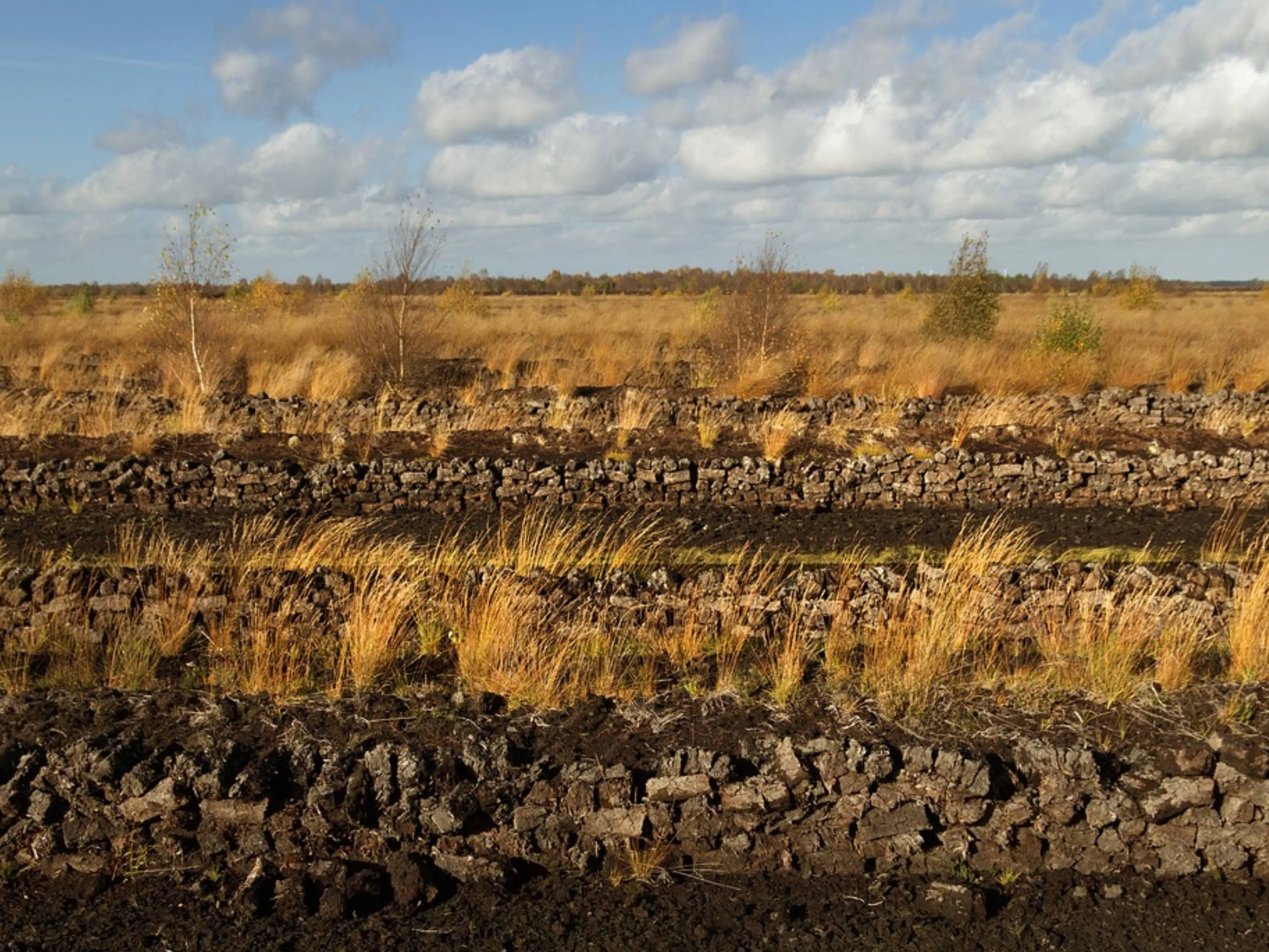 veenlandschap