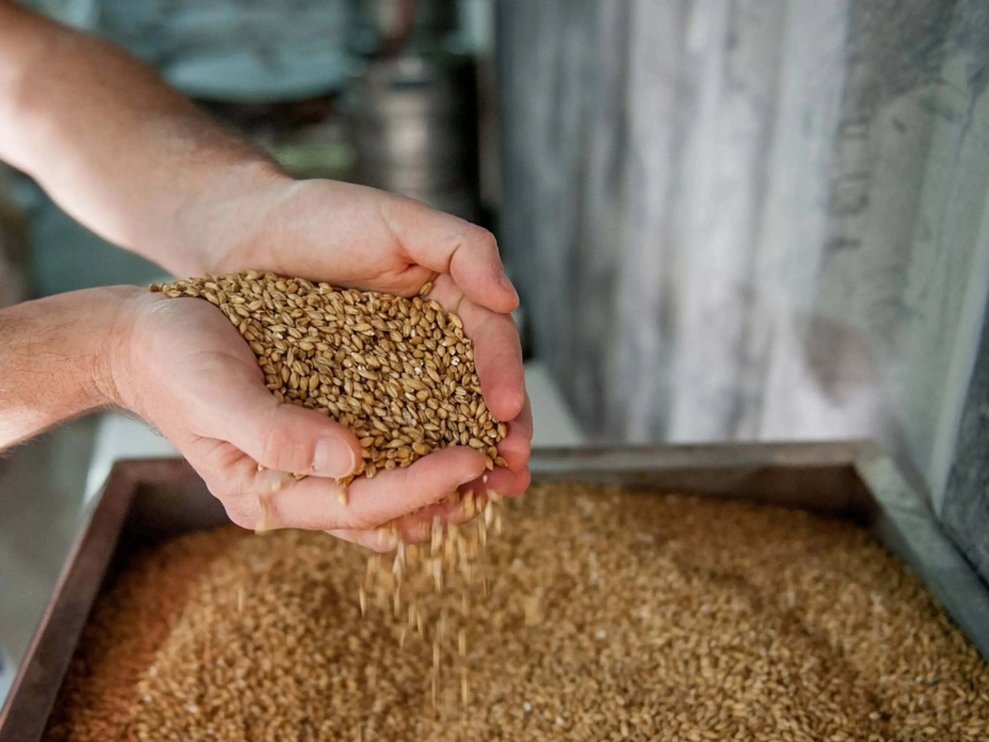 malt