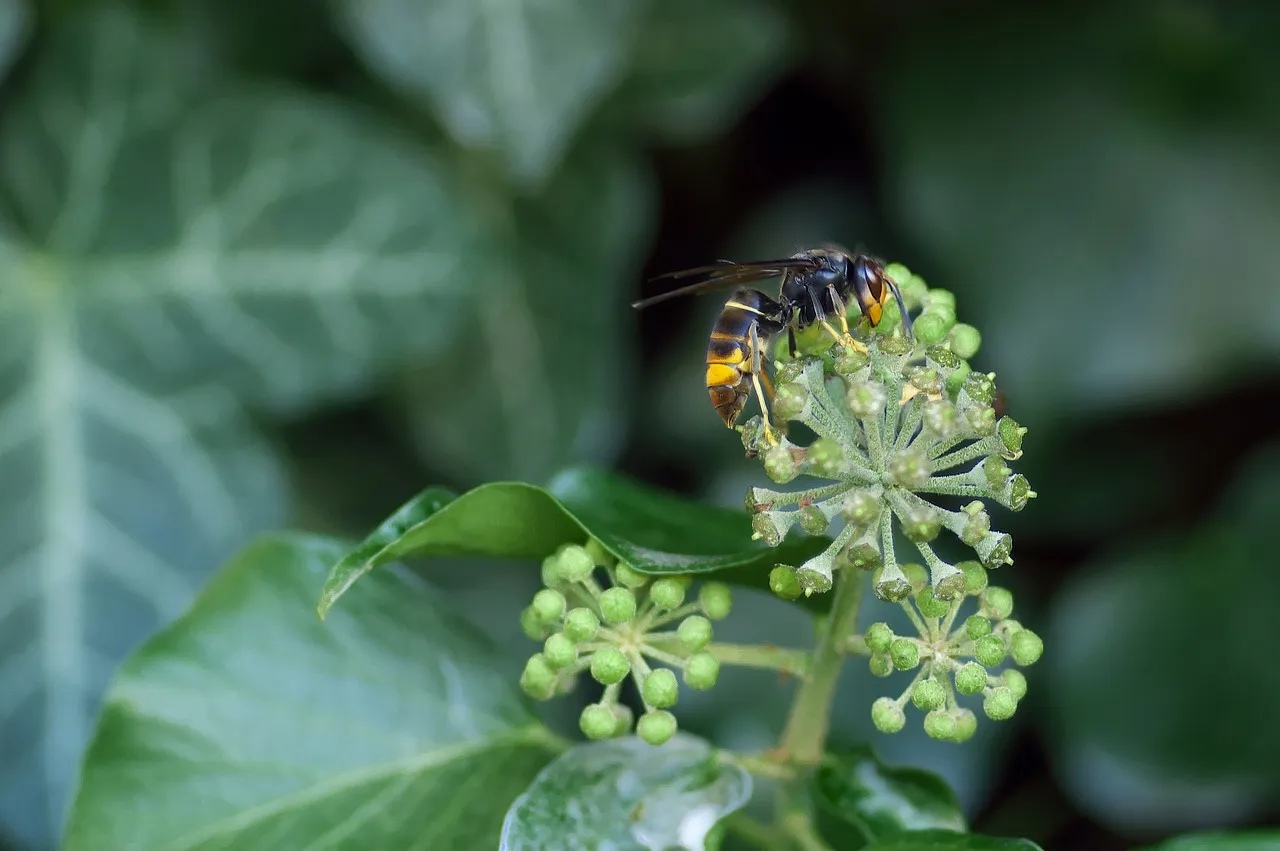asian hornet 1822314 1280