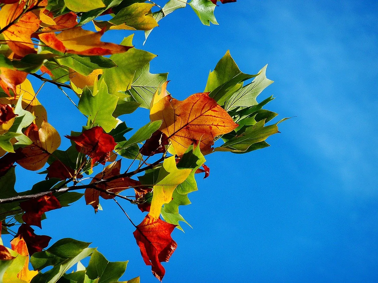 autumn gf467a81a0 1280