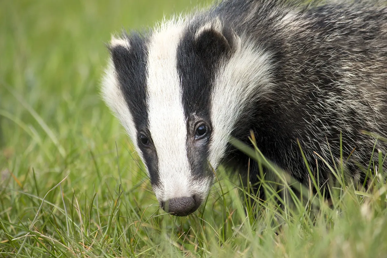 badger 2030975 1280