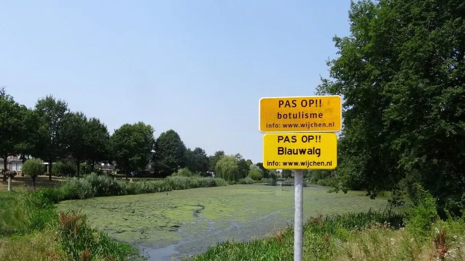 blauwalg e1565088428576