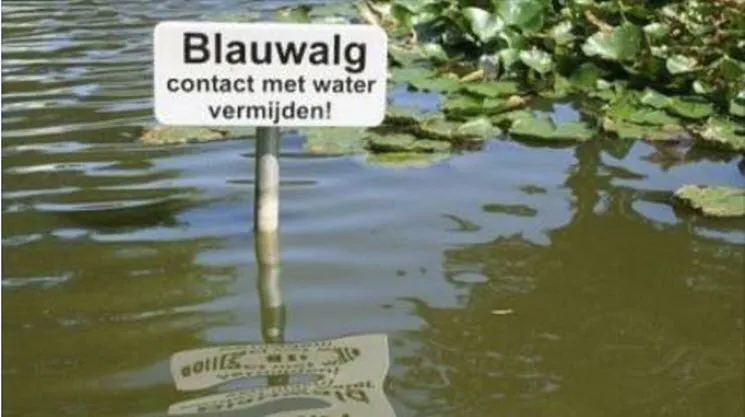 blauwalg