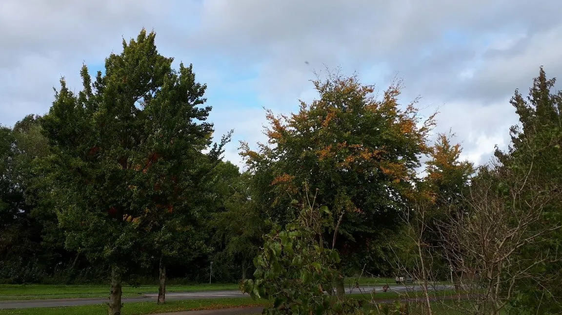 bomen en lucht e1571657130419