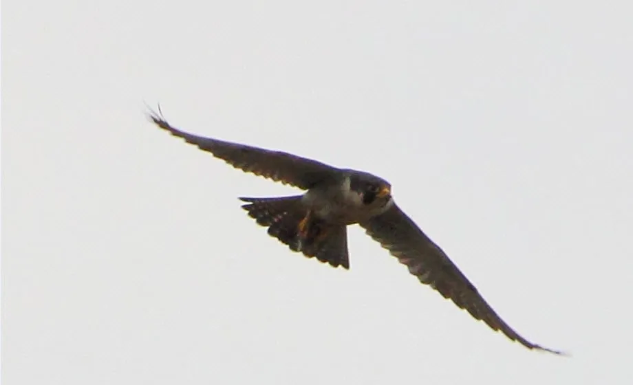 buizerd 02 rembert weijers