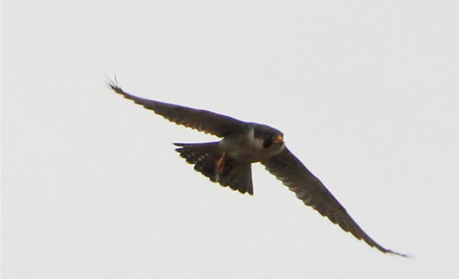 buizerd 02 rembert weijers