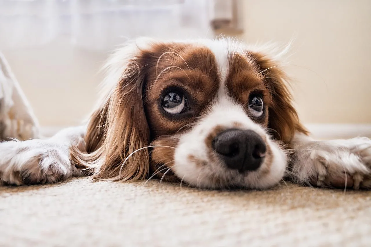 cocker spaniel 2785074 1280