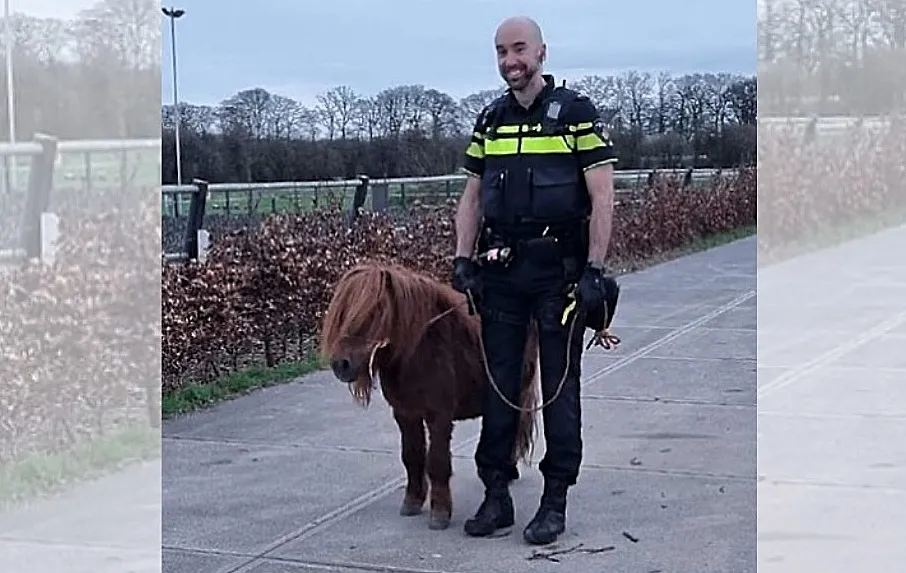 collage323232323232321