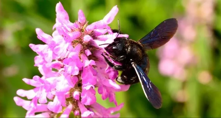 de blauwzwarte houtbij
