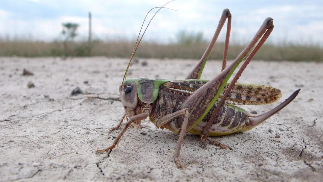 decticus verrucivorus 7 wrattenbijter saxifraga mark zekhuis