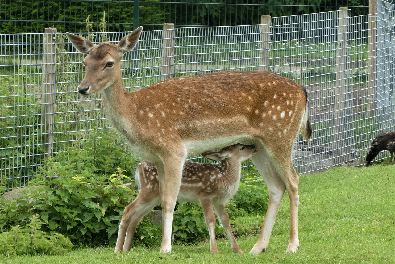 deer 6432759 1280