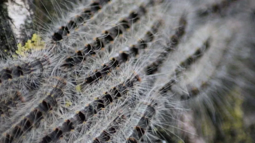 eikenprocessierups 02