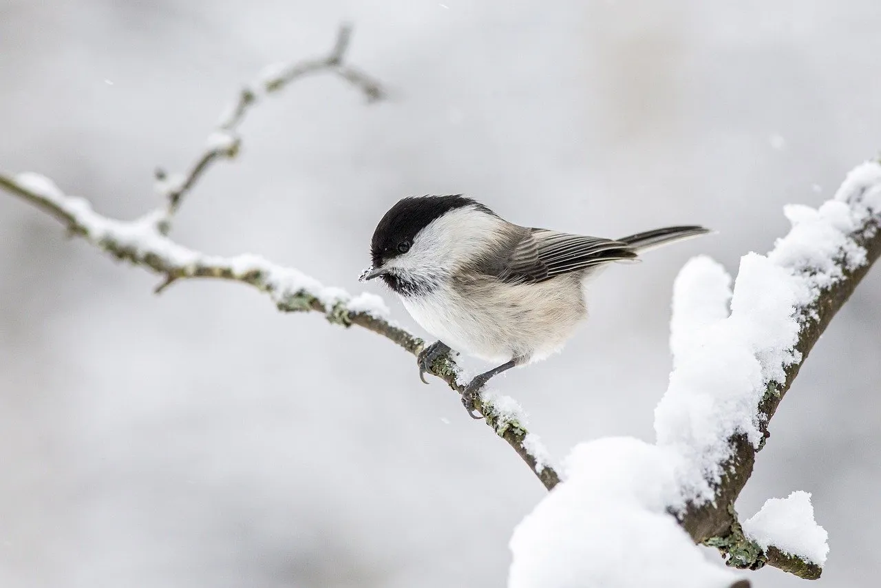 erik karits pixabay willow tit 4885941 1280