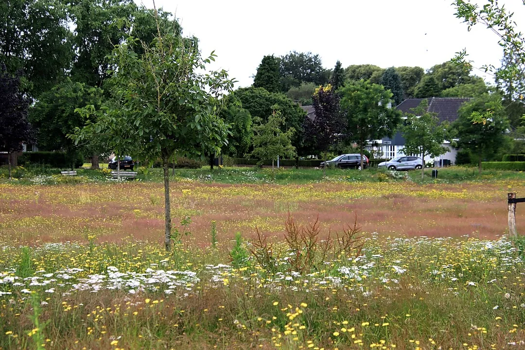 everardusplein in bloei