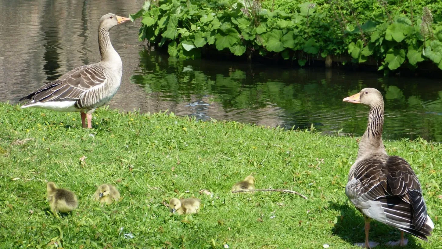 ganzen en kuikens 01 e1554891657346