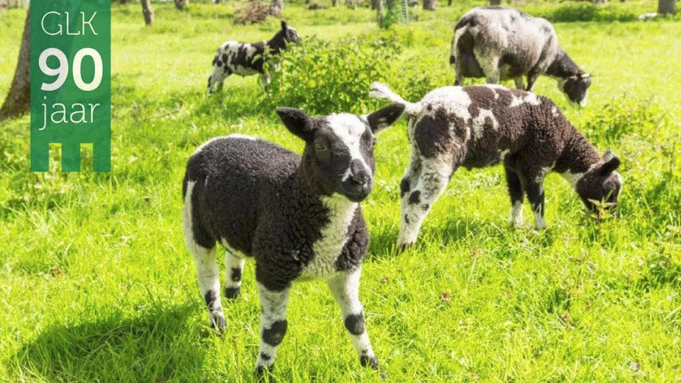 geldersch landschap kasteelen schapen