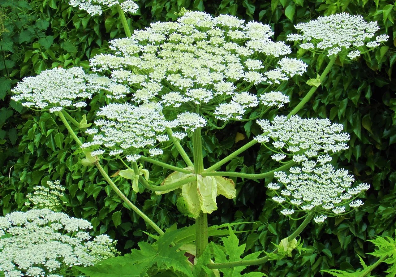 giant hogweed 6377833 1280