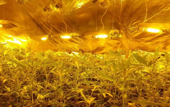 hennepkwekerij graafseweg wijchen