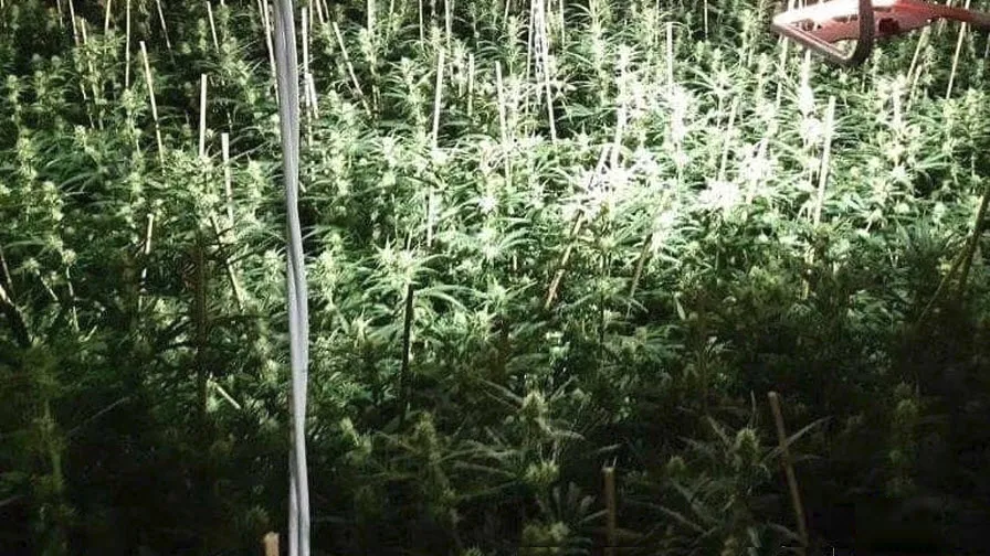 hennepkwekerij kraanvogelstraat 15