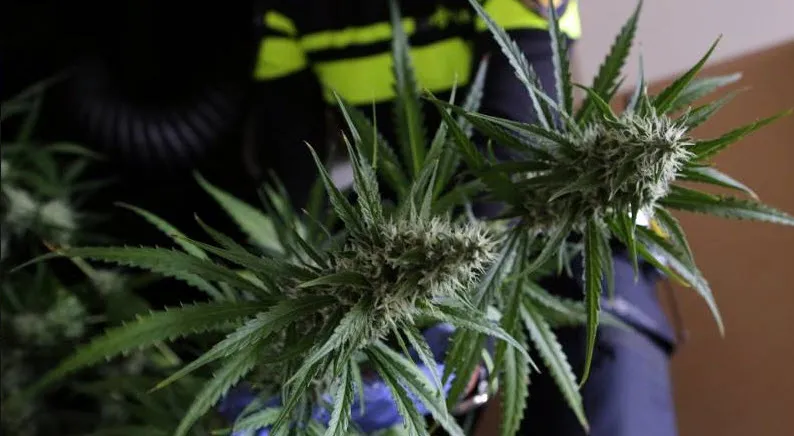 hennepkwekerij wijchen