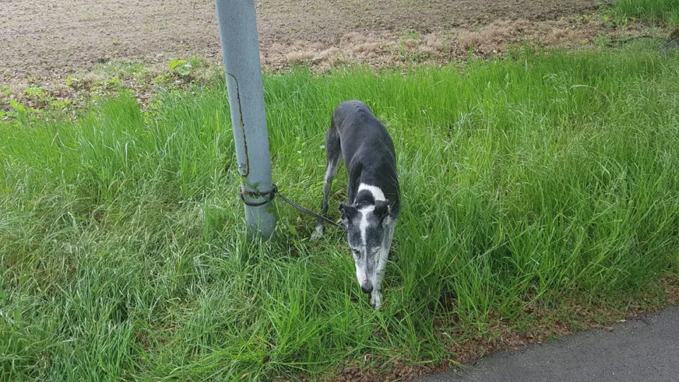 hond galgo