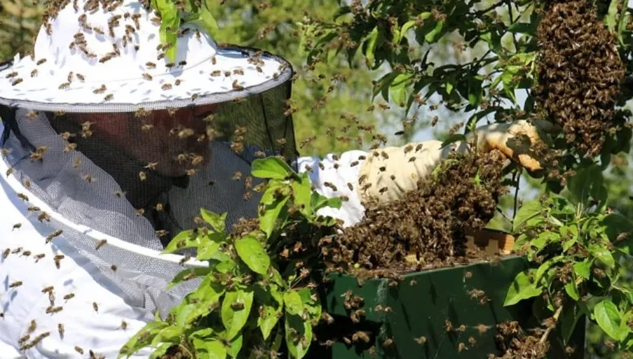 imker janet van ommeren pixabay