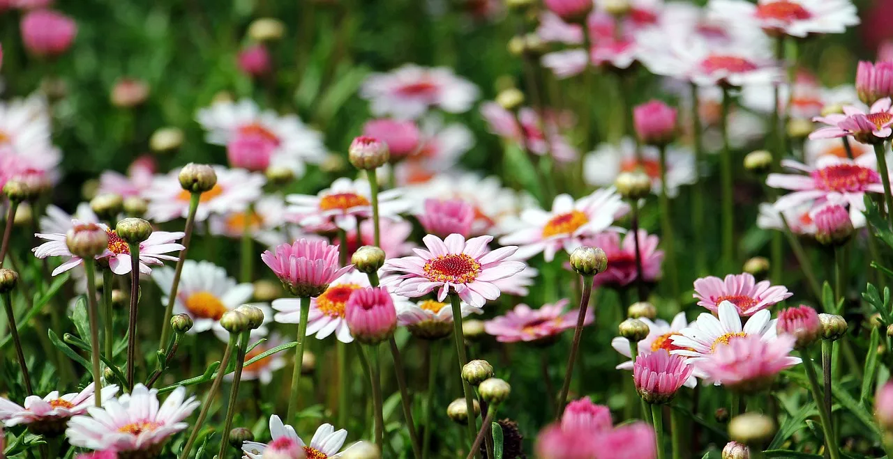 marguerite 1507550 1280