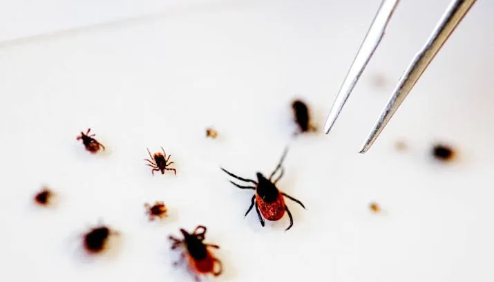 minder tekenbeten door droog en warm weer 715x408