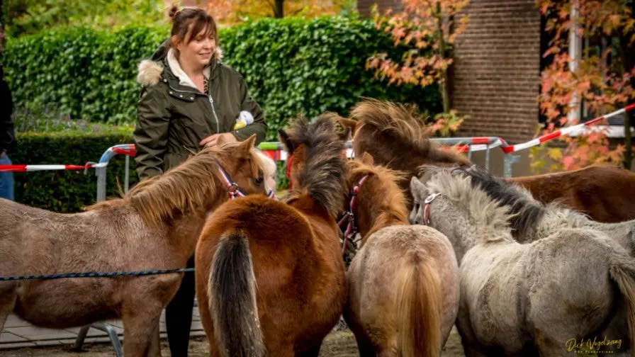 paardenmarkt wijchen 2019 011