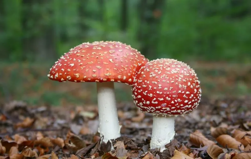 paddestoelen eline de jong