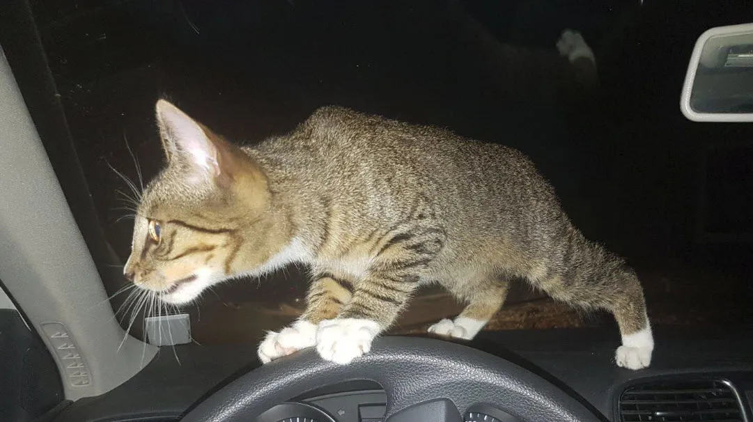 poesje de schoenaker ficarystraat 01