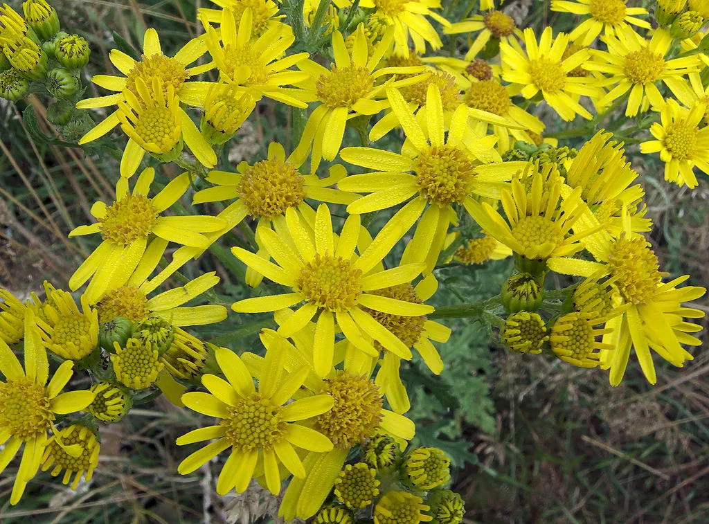 rasbak wikipedia 1024px jacobaea vulgaris subsp vulgaris flowers