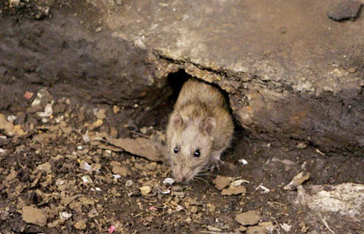 rat