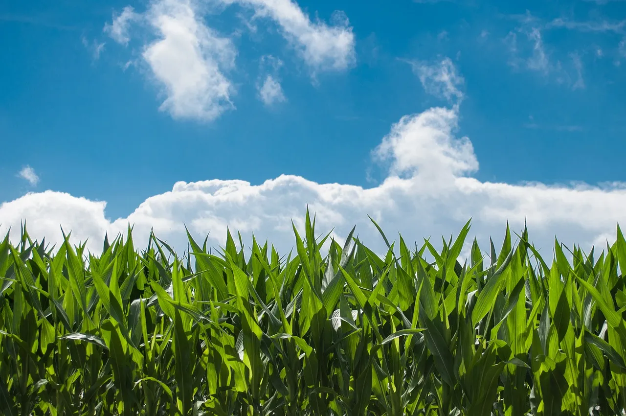 rudy en peter skitterians pixabay corn field gbda222d9e 1280