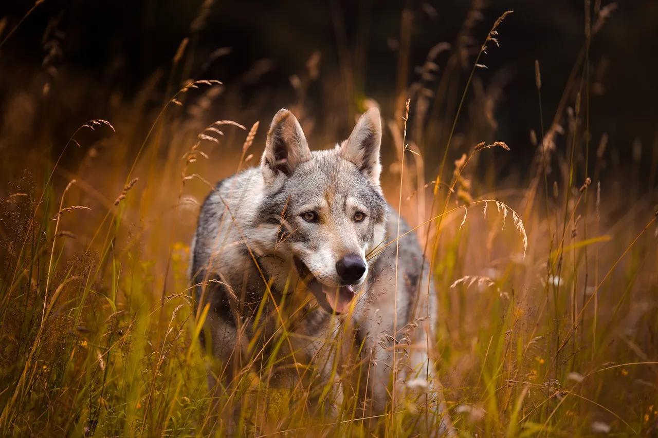 sarka jonasova pixabay wolf 5426114 1280