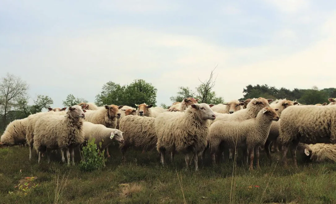 schapen