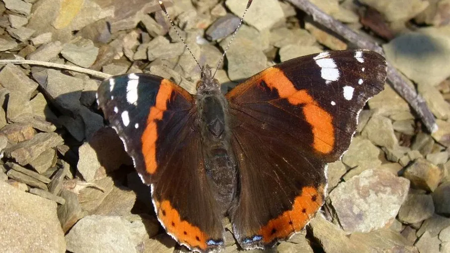 schermafbeelding 2021 06 26 om 162008