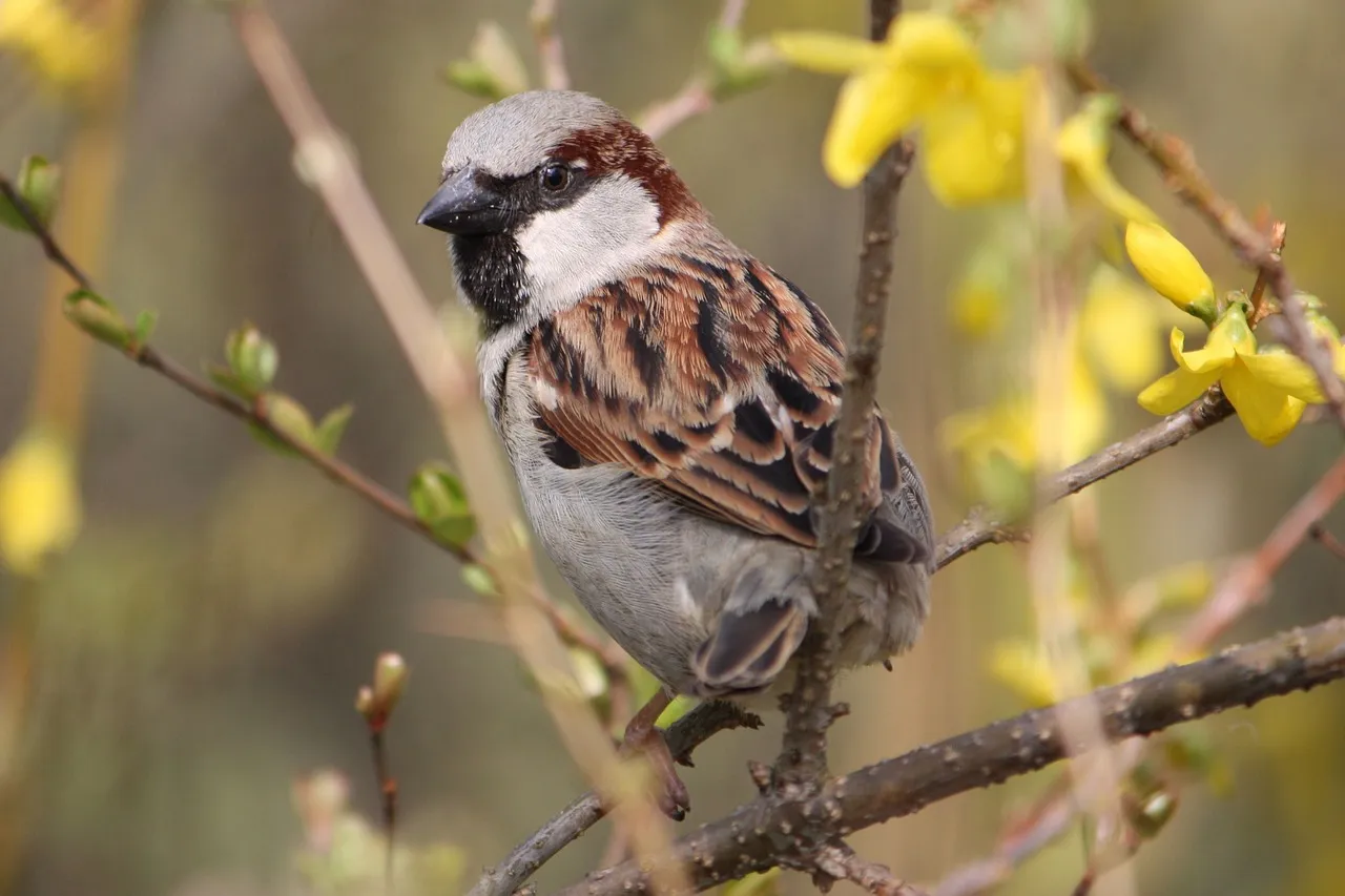 sparrow 1236489 1280