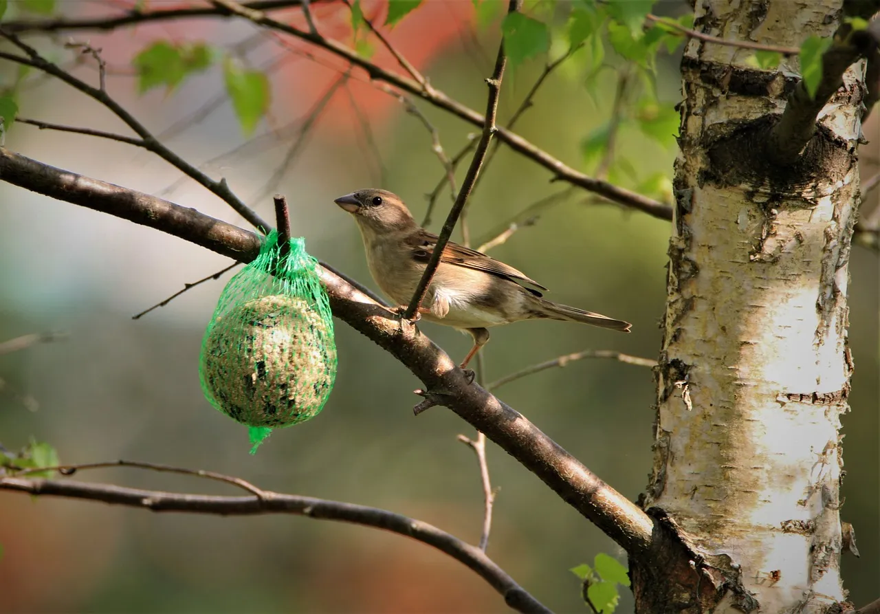 sparrow 5088528 1280