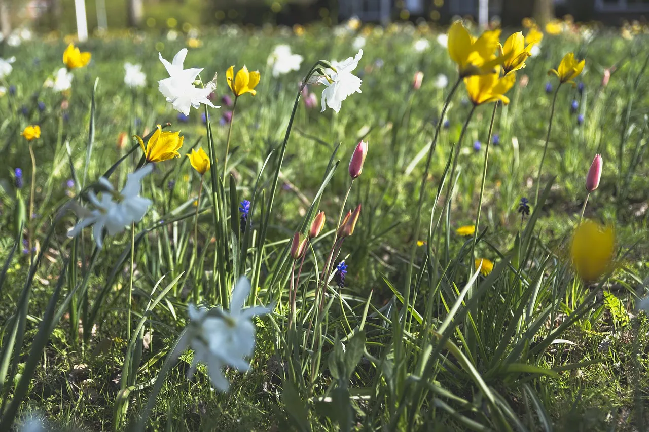 spring 5051914 1280