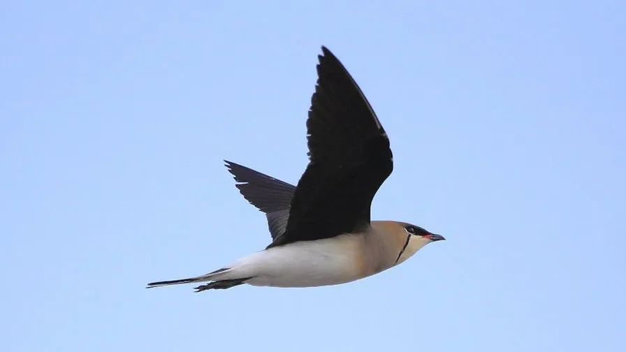 steppevorkstaartplevier