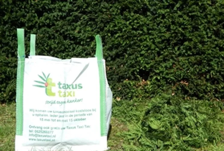 taxus