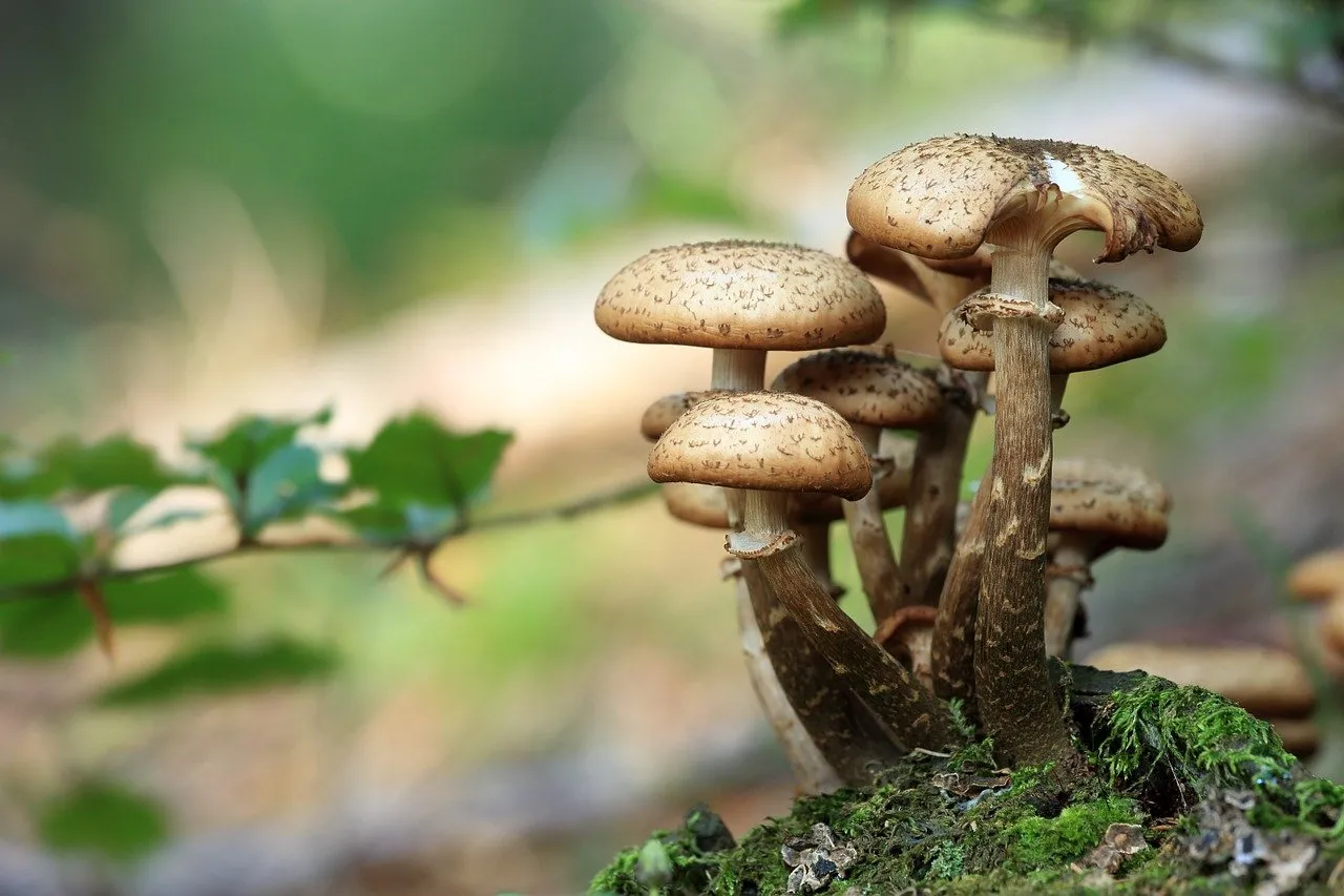thomasz proszek paddenstoelen